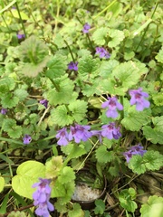 Glechoma hederacea