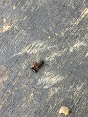 Crematogaster scutellaris
