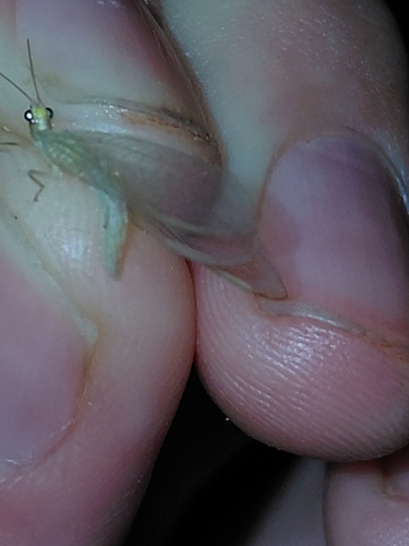 Weeping Green Lacewing