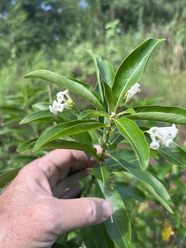Cestrum diurnum observed 2026-10-24