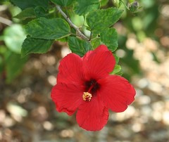 Hibiscus