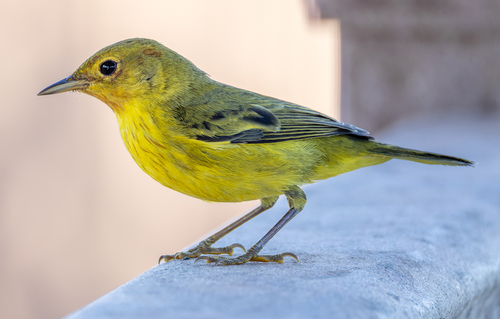 Mangrove Yellow Warbler