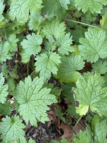 Leonurus cardiaca observed 2026-10-24