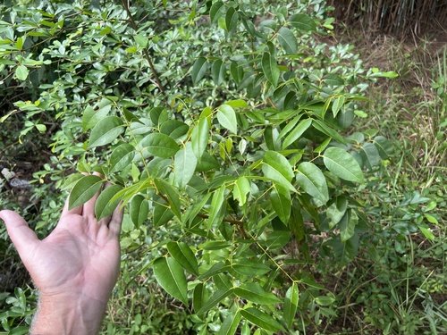 Swietenia mahagoni observed 2026-10-24