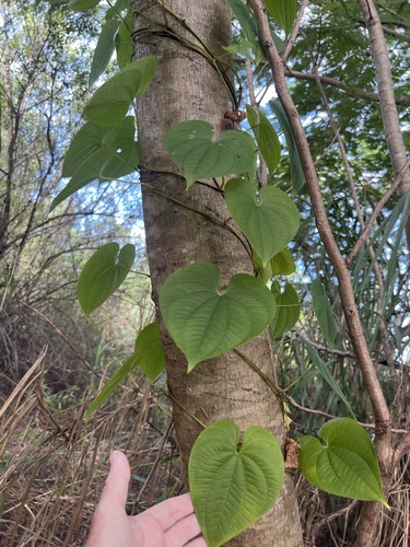 Dioscorea bulbifera observed 2026-10-24