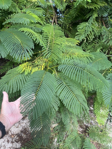 Delonix regia observed 2026-10-24