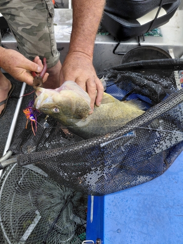 Golden Perch