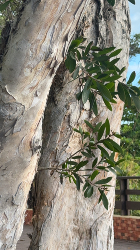 Melaleuca quinquenervia observed 2026-10-24