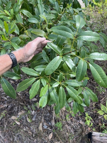 Tabebuia heterophylla observed 2026-10-24
