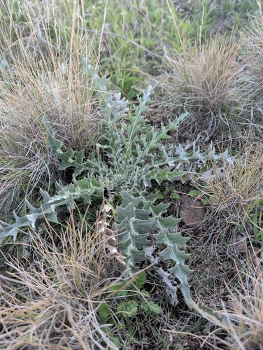 wavyleaf thistle