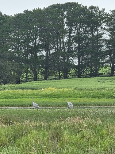 Grus rubicunda observed 2026-10-24