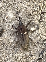 Sphenophorus venatus vestitus