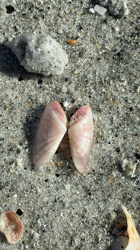 Donax variabilis, 2026-10-24