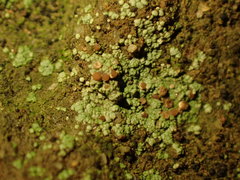 Ostropomycetidae