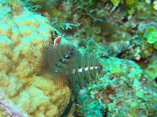 Spirobranchus giganteus observed 2026-10-17