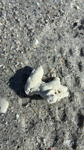Schizoporella observed 2026-10-24