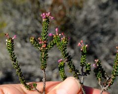 Erica curtophylla