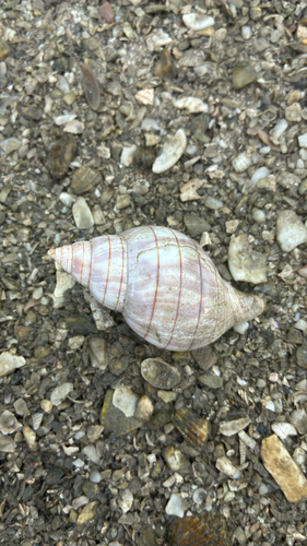Fasciolaria observed 2026-10-24