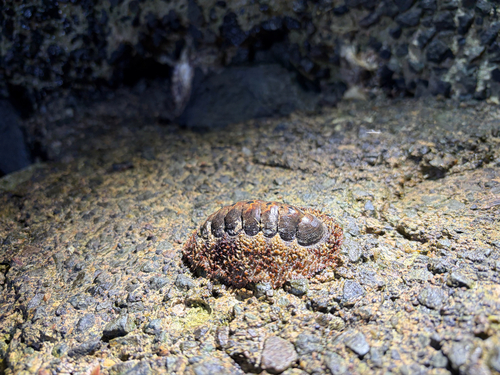 Acanthopleura gemmata observed 2026-10-25