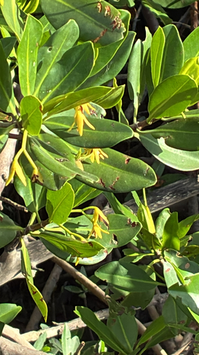 Rhizophora mangle observed 2026-10-24