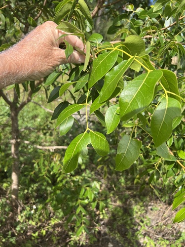 Swietenia mahagoni observed 2026-10-24