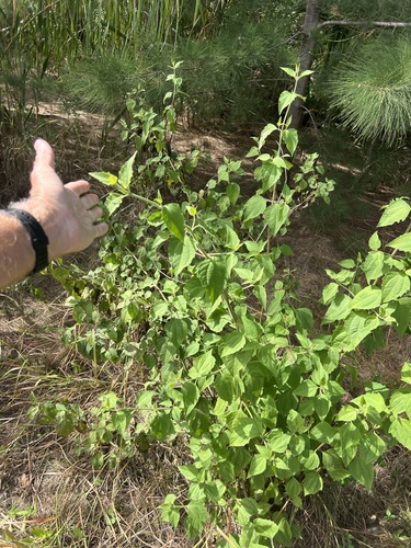 Chromolaena odorata observed 2026-10-24