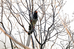 Urocissa erythroryncha