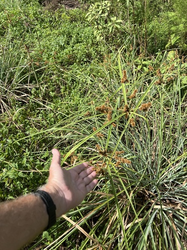 Cyperus ligularis observed 2026-10-24