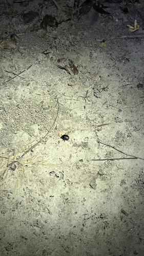 Two-lined Burrowing Bug