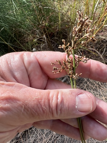 Fimbristylis cymosa observed 2026-10-24