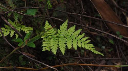 Macrothelypteris polypodioides observed 2020-05-27