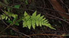 Macrothelypteris polypodioides