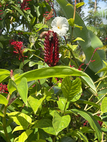 Hellenia speciosa observed 2026-10-24