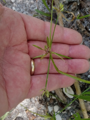 Cyperus compressus observed 2026-10-24