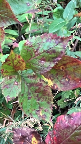 Septoria observed 2026-10-24