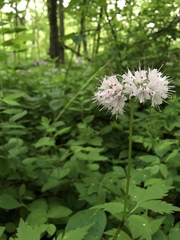 Hydrophyllum virginianum
