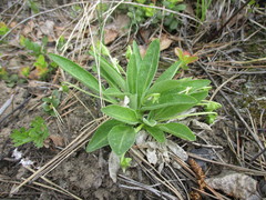 Viola gmeliniana