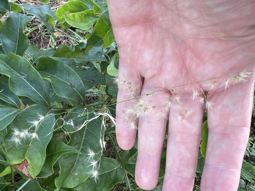 Melinis repens observed 2026-10-24