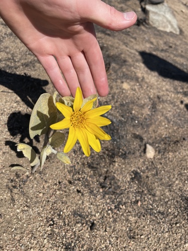 Wyethia mollis observed 2026-10-24