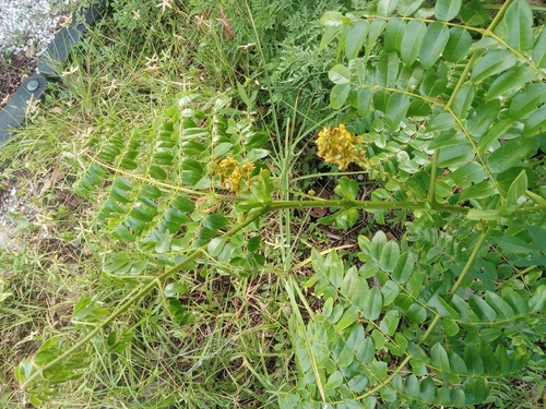 Guilandina bonduc observed 2026-10-24