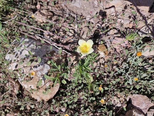 desert rosemallow
