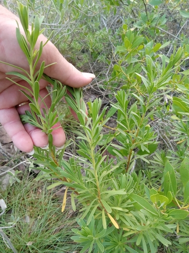 Suriana maritima observed 2026-10-24