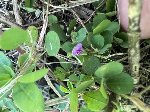 Grona triflora observed 2026-10-24