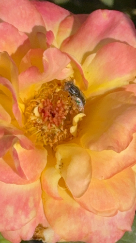 Tansy Mustard Sweat Bee