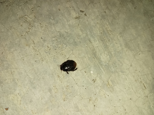 Two-lined Burrowing Bug