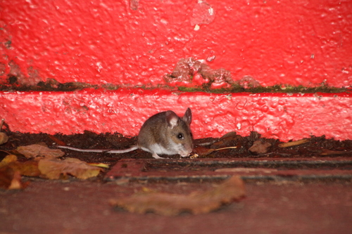 Western Deer Mouse