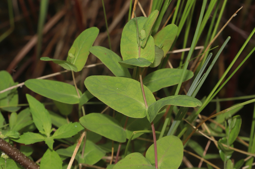 Fraser's marsh St. Johnswort (Hypericum fraseri)