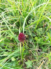 Gymnadenia