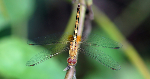 Paddyfield Parasol photo 4