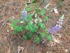 Lupinus perennis